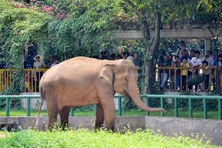 娱乐吃瓜酱南宁动物园,探秘动物乐园,共享欢乐时光 第1张 娱乐吃瓜酱南宁动物园,探秘动物乐园,共享欢乐时光 第1张