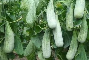 临沂网红吃瓜事件真相,真相背后的网络风波  第1张